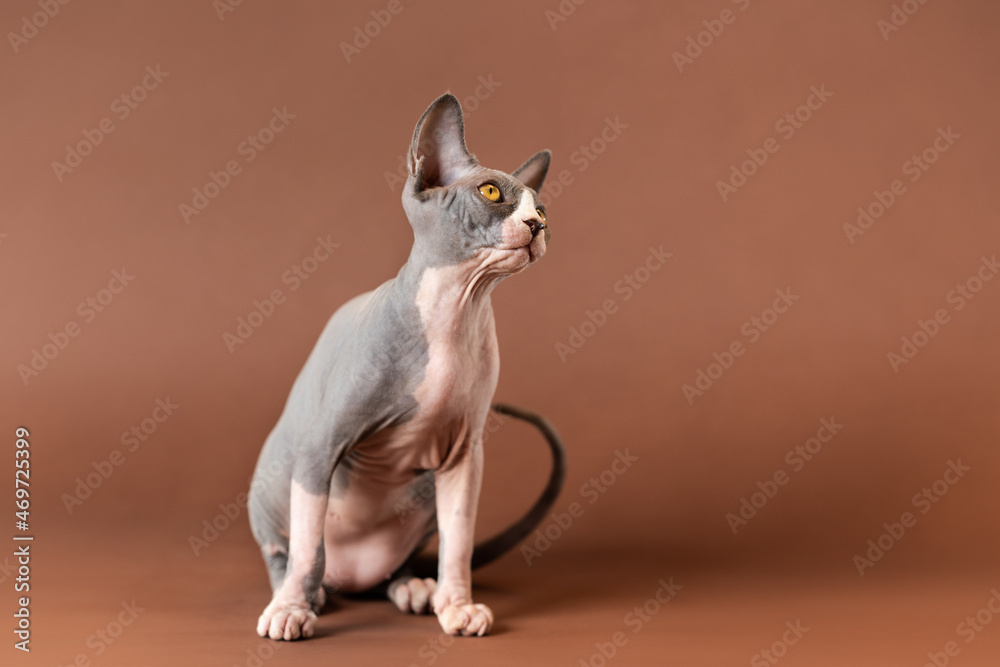 Peaceable male kitty of blue and white color of Canadian Sphynx breed sitting on brown background and looking up carefully. Lovely male kitten is four months old. Studio shot. Copy space.