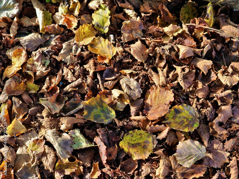 autumn sunny background with fallen leaves top view, fallen foliage of a hazelnut tree, autumn mood for a walk, carpet of fallen leaves of all shades of autumn autumn sunny background with fallen leaves top view, fallen foliage of a hazelnut tree, autumn mood for a walk, carpet of fallen leaves of all shades of autumn