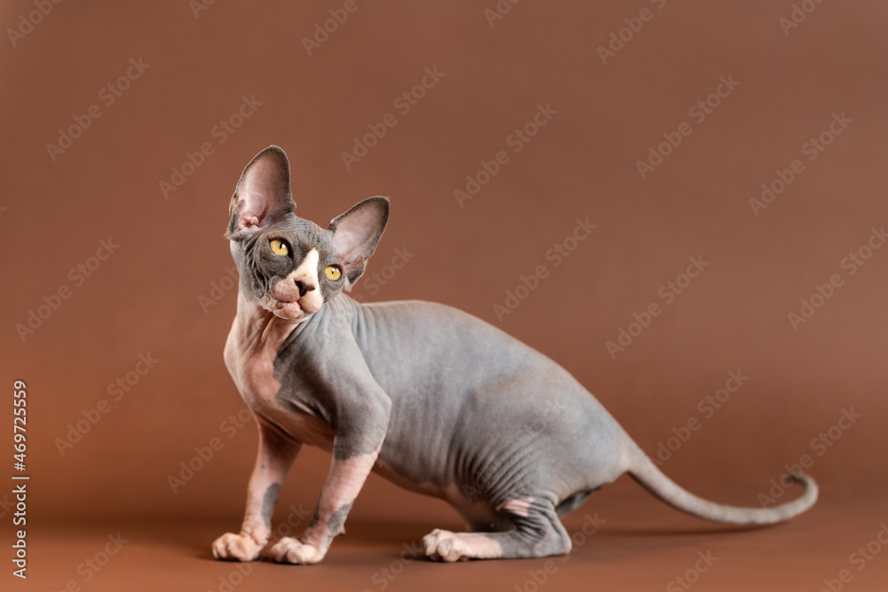 Most beautiful in world Sphynx kitten blue and white color. Male kitten stands on brown background, looking over shoulder. Studio shot. Concept and idea of breeding kennel for purebred domestic cats.