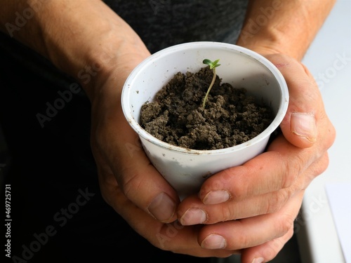 concept of love and care for the environment, fragile sprout in a plastic glass with soil in strong rough male palms, person's hands hold a potted sprout seedling close-up