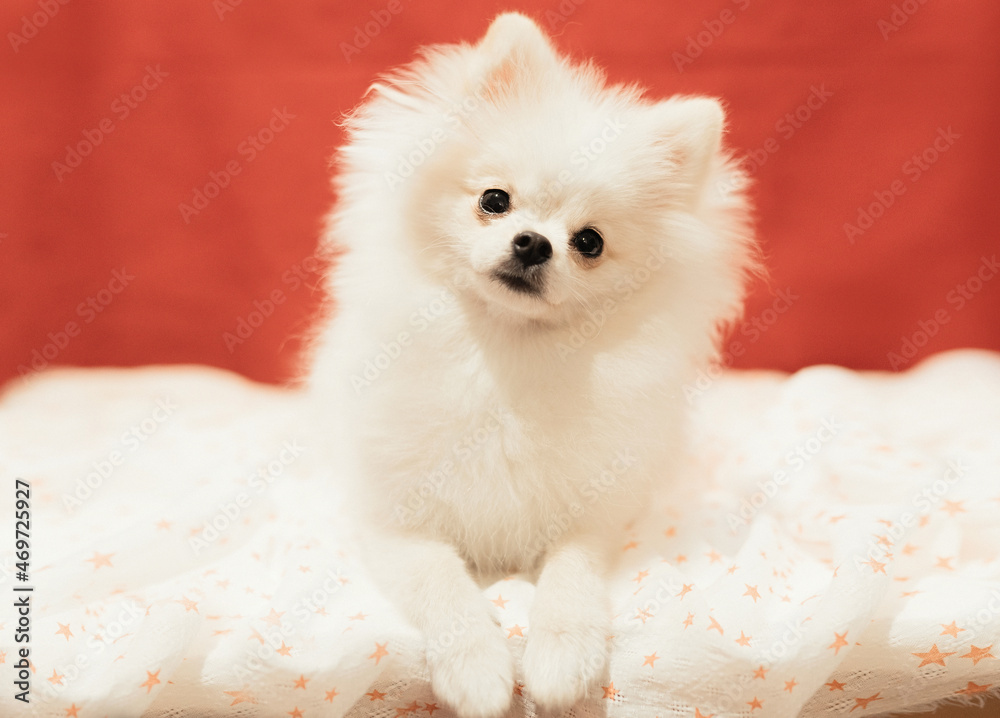White Pomeranian Puppy posing on red background. Soft and selective focus.