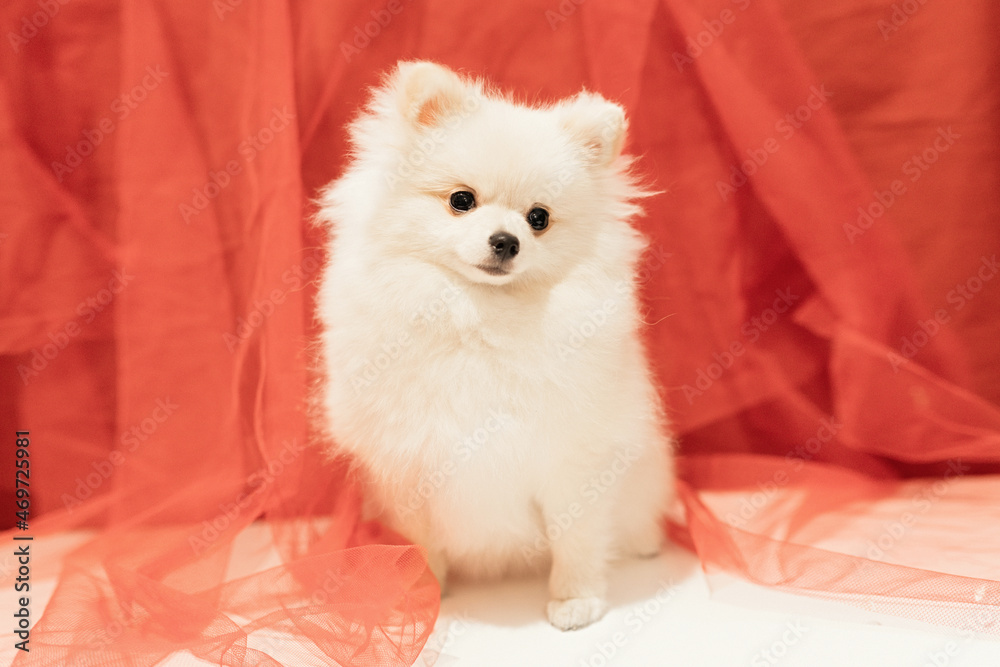 White Pomeranian Puppy posing on red background. Soft and selective focus.