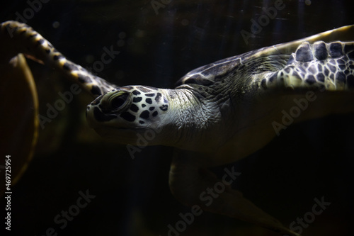 Foto sea turtle swims in black seawater dark