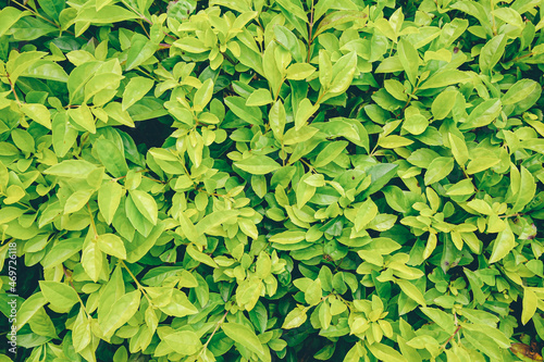 Many natural pesticide-free green leaves wall close-up
