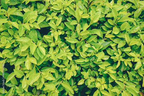 Wallpaper Mural Many natural pesticide-free green leaves wall  Torontodigital.ca