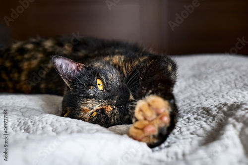 Close up portrait of young tortoiseshell cat lying on the gray blancket in the bedroom. Concept of beautiful pet. photo