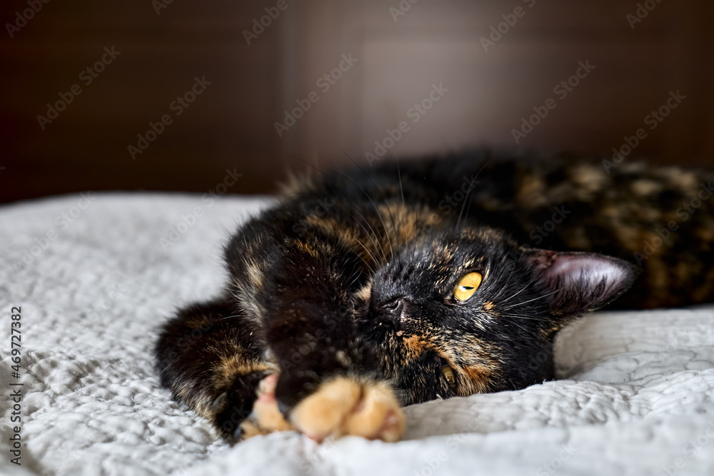 Obraz premium Close up portrait of young tortoiseshell cat lying on the gray blancket in the bedroom. Concept of beautiful pet.