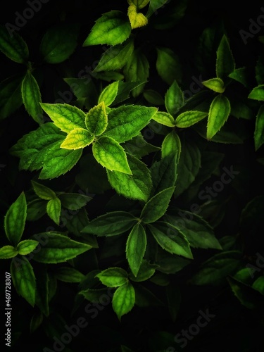 Green leaves background. Beautiful nature background. Stylish nature wallpaper. © Olga Igumenova