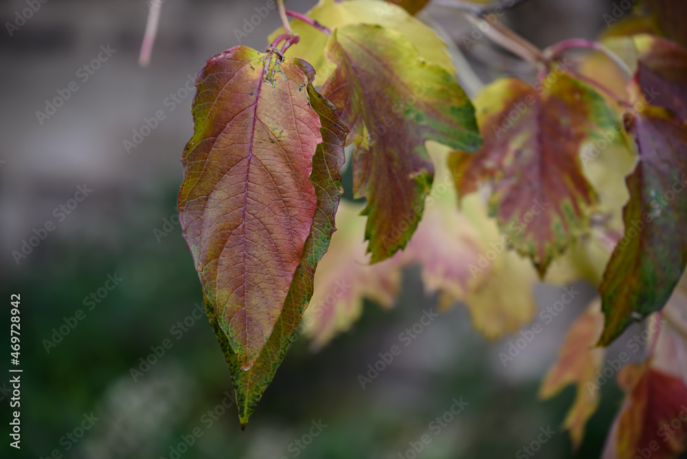closeup of brightly colored red and green autumn leaves layered on top of each other closeup of brightly colored red and green autumn leaves layered on top of each other