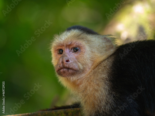 Little monkey on the tree on beach in Costa Rica