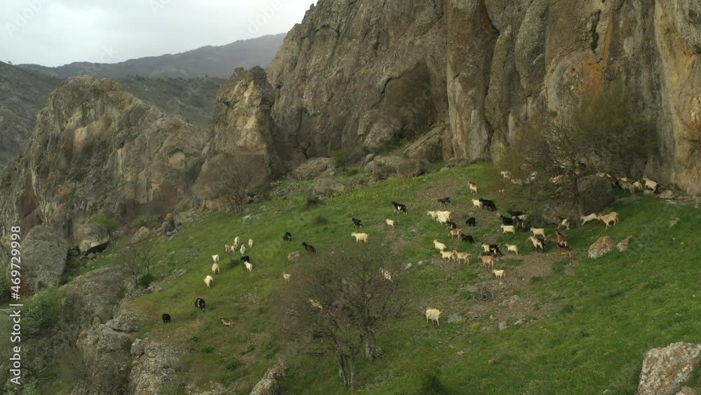 A herd of goats on free grazing among the rocks and mountains.