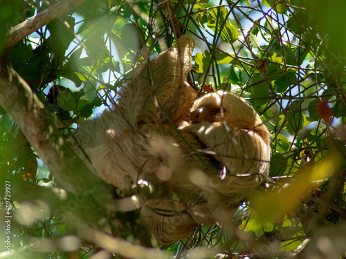 Sloth sleeping on the tree in jungle in Costa Rica photo