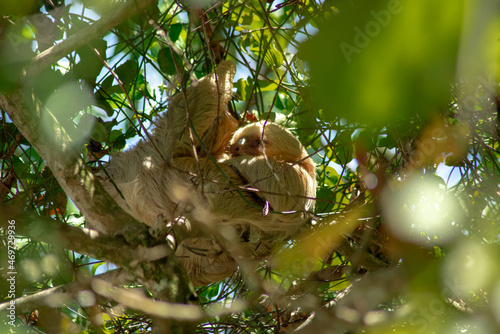 Sloth sleeping on the tree in jungle in Costa Rica photo