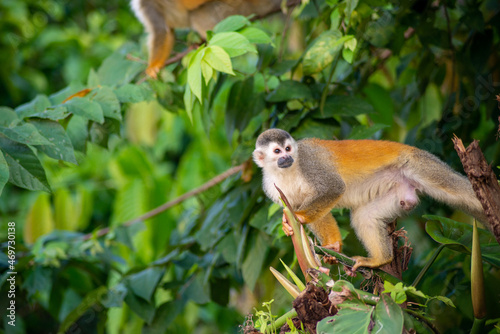 Little monkey on the tree on beach in Costa Rica