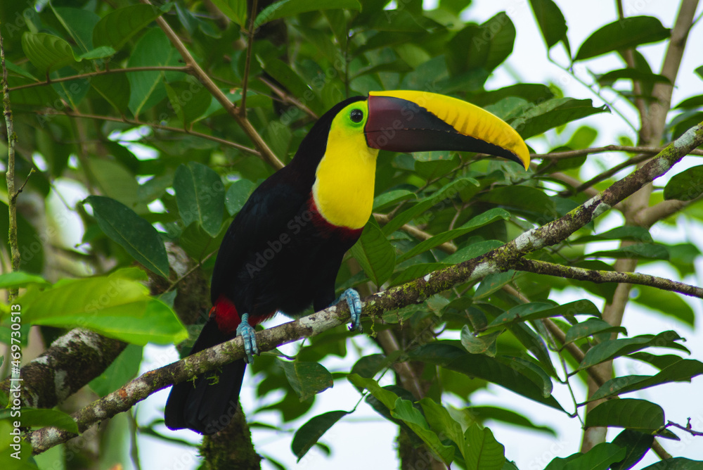 Toucan on the tree in the Jungle in Costa Rica Toucan on the tree in the Jungle in Costa Rica