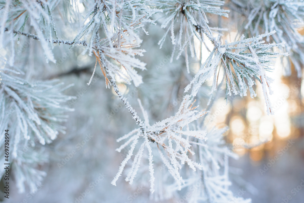 panorama view of the winter forest of pine and spruce in the snow on the branches. landscape. the rays of the sun at sunset illuminate the snow panorama view of the winter forest of pine and spruce in the snow on the branches. landscape. the rays of the sun at sunset illuminate the snow