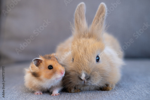 hamster and rabbit sitting side by side, animal friendship concept photo