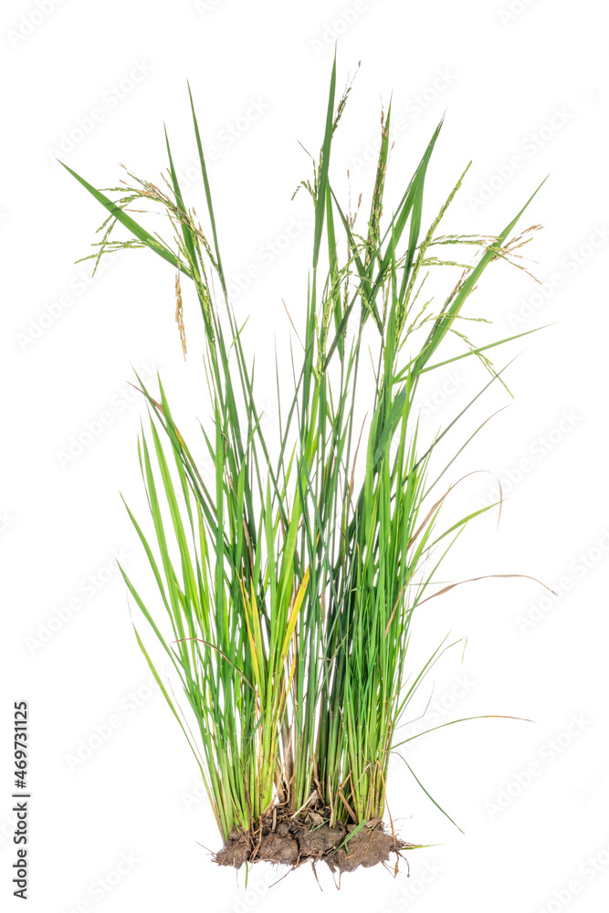 nature green grass or rice plant isolated on white background nature green grass or rice plant isolated on white background