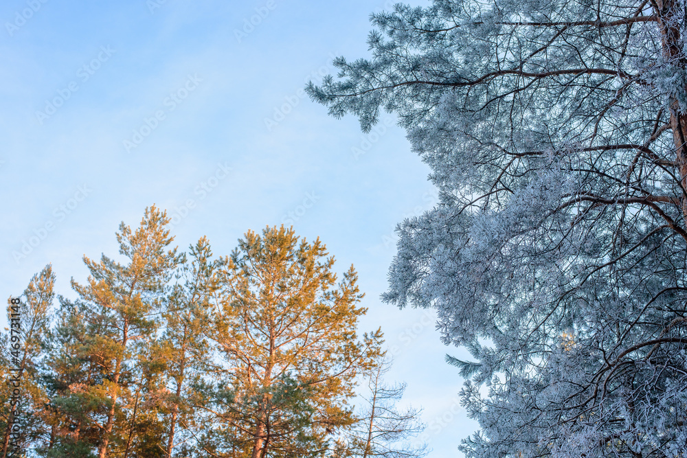 panorama view of the winter forest of pine and spruce in the snow on the branches. landscape. the rays of the sun at sunset illuminate the snow
