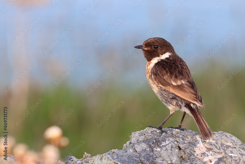 sparrow on a branch