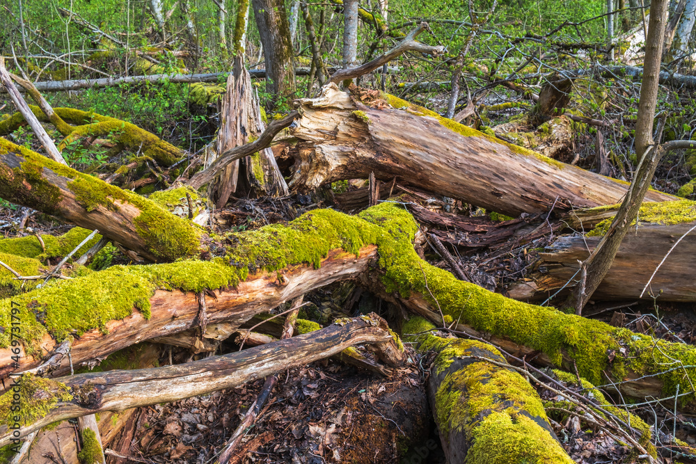Old rotten tree trunks with moss Old rotten tree trunks with moss