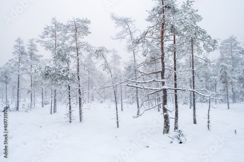 Pine woodland with snow and frost in a forest © Lars Johansson
