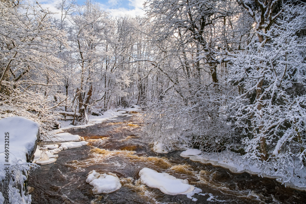 Rapid river in a winter forest