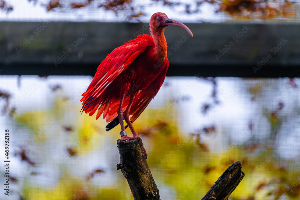Fototapeta premium scarlet ibis bird