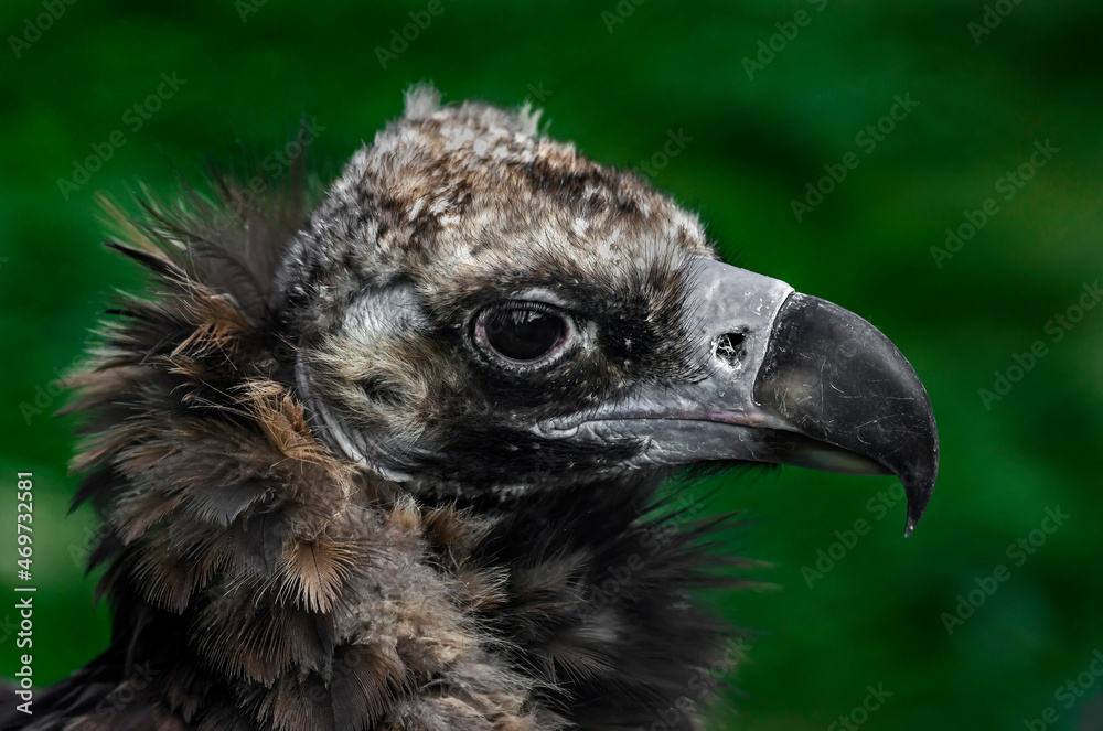 Cinereous vulture also known as the black vulture, monk vulture, or Eurasian black vulture. Latin name - Aegypius monachus Cinereous vulture also known as the black vulture, monk vulture, or Eurasian black vulture. Latin name - Aegypius monachus