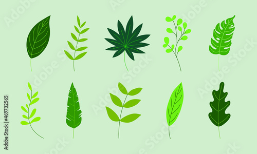 various green leaves illustration in vector graphics. the tropical foliage collection isolated on green. flat illustration for pattern, decorative element, art print, etc.