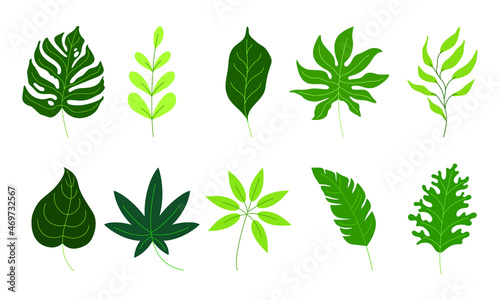various green leaves illustration in vector graphics. the tropical foliage collection isolated on green. flat illustration for pattern, decorative element, art print, etc.