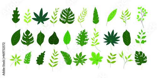 various green leaves illustration in vector graphics. the tropical foliage collection in natural style. flat illustration for pattern  decorative element  art print  etc.