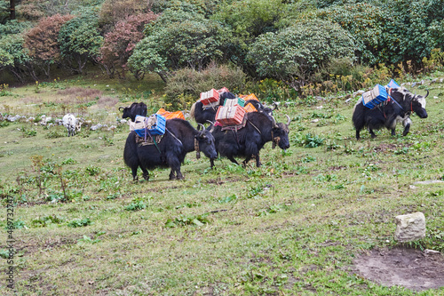 Buffalos carrying loads, Everest Base Camp, Khumbu Valley, Nepal