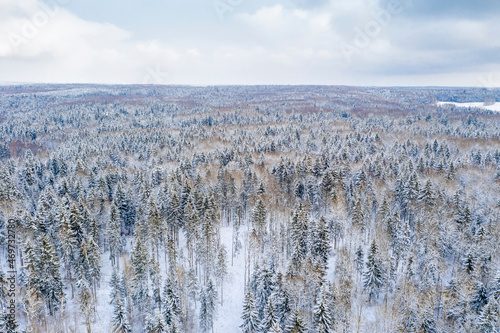 Drone shot flying on winter forest, aerial bird-eye view © yauhenka