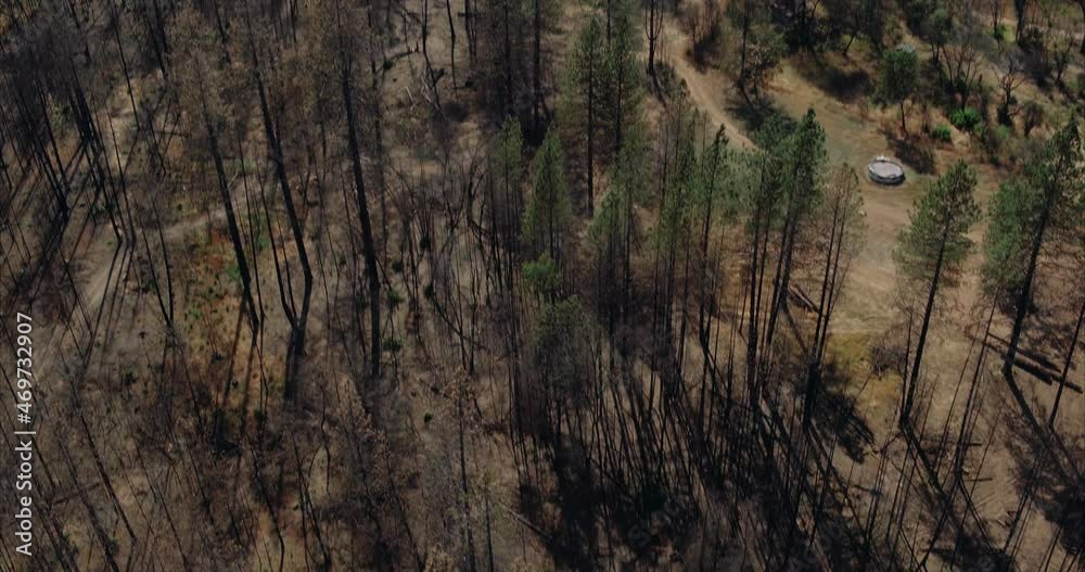 Aerial drone view of Dead trees ravaged by wildfire in california Aerial drone view of Dead trees ravaged by wildfire in california