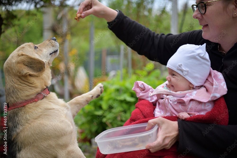 Domestic dog jumping up for a sausage from people hand