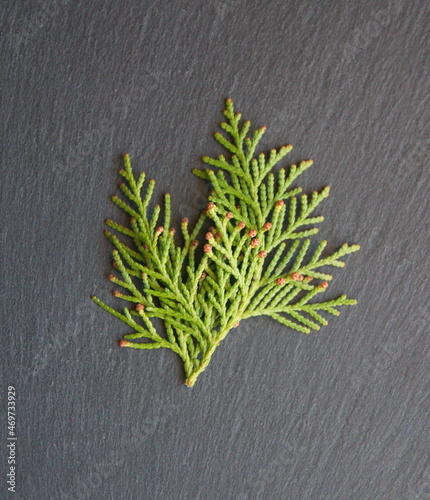 Branches and leaves of Thuja occidentalis, also known as northern white-cedar, eastern white cedar, or eastern arborvitae, is an evergreen coniferous tree, in the cypress family Cupressaceae