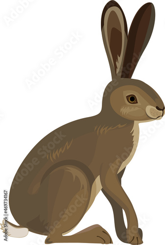 European hare (Lepus europaeus) isolated on white background