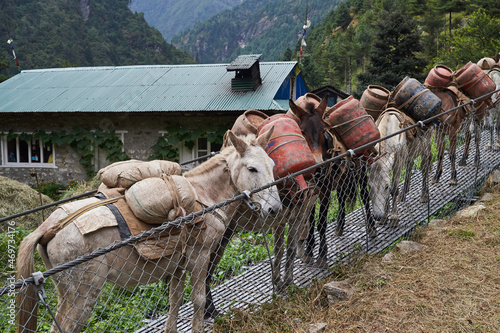 Donkeys on suspension bridge, traffic jam,