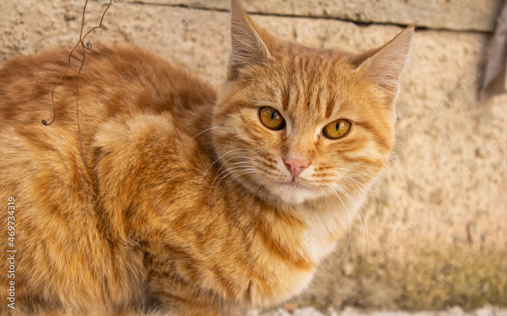 Close up portrait of a stray cat, homeless orange cat
