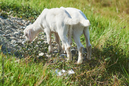 Two lambs new Pokhara, Nepal