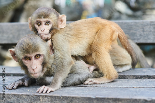 Monkey and baby monkey in Monkey temple Kathmandu