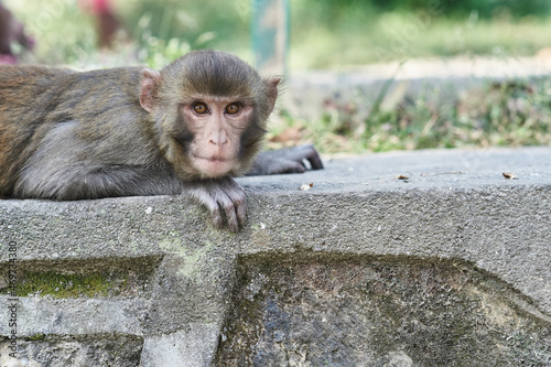 Monkeys in Monkey temple Kathmandu