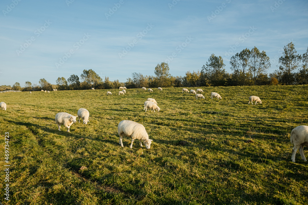white sheep on the dike in northern Germany. the sheep graze the grass. Vacation in the country by the North Sea 