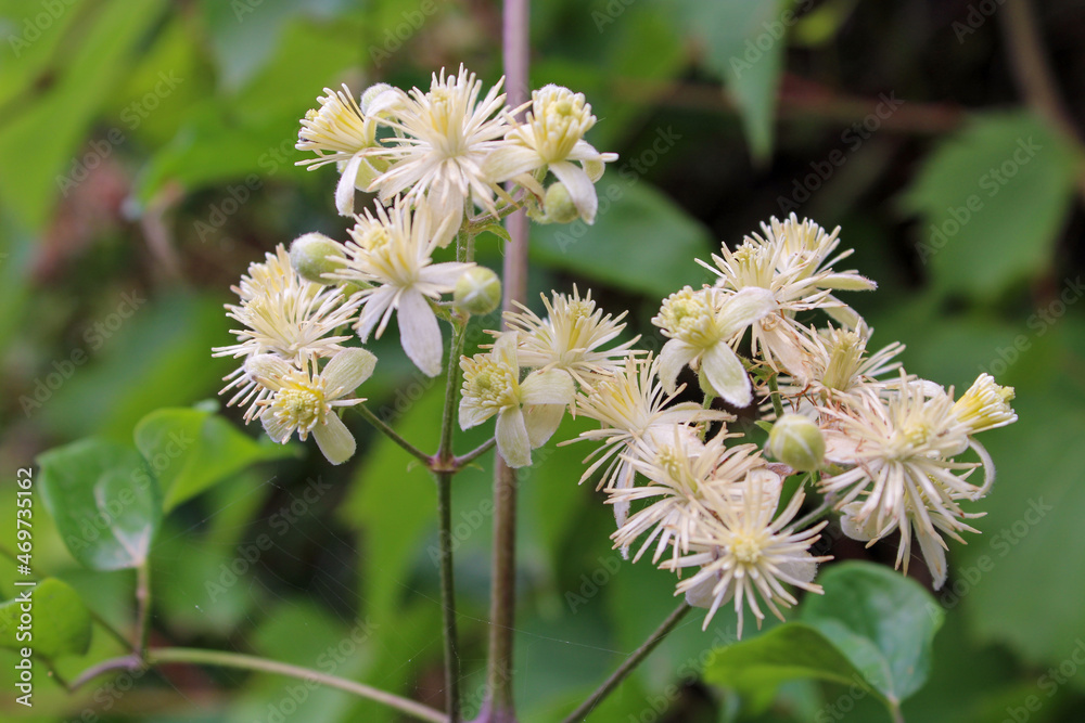 Fototapeta premium Fiori di Clematis virginiana