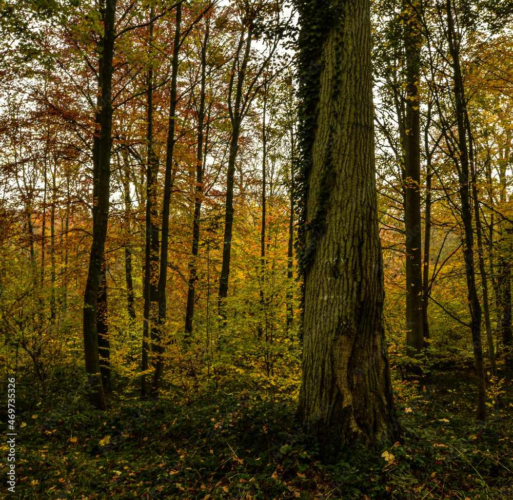 Obraz premium Beautiful view of Enghien park