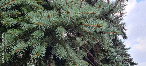 Scenic view of branches of a fir tree closeup. Fir needles background. Trees in the forest. Close up of a needles. Macro view of spruce needles. Pine needles and moss