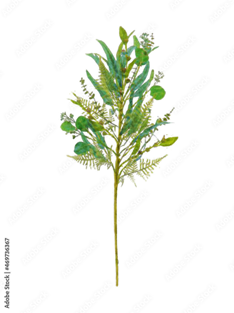 Fototapeta premium Eucalyptus Arrangement Watercolor Painting on Isolated White Background