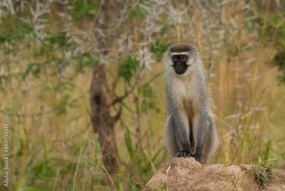 Green Monkey - Chlorocebus aethiops, beautiful popular monkey from West African bushes and forests, lake Mburo, Uganda. Green Monkey - Chlorocebus aethiops, beautiful popular monkey from West African bushes and forests, lake Mburo, Uganda.