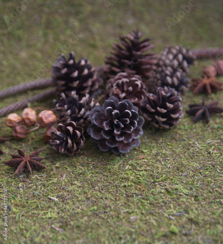 Christmas decor with  conifer  cedar  pine cones  on green mossy background